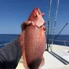 Majesty Fishing