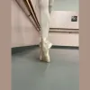 South Jersey Ballet