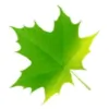 Vermont Plank Flooring