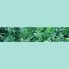 Kings Agri Seeds