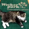 Wicker Park Veterinary Clinic