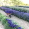 Blue Mountain Lavender Farm