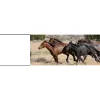 Western Pleasure Riding Stables & Carriages