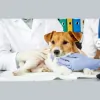 Gibbons Veterinary Hospital