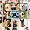 Silver Trails Kennel