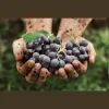 Emerine Estates Winery