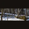 Bartlett Forestry & Wildlife