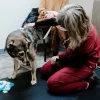 Range Animal Hospital