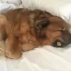 Healthy Bed Store