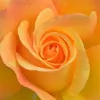 Rebirth Holistic Women's Wellness