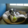 Dogwood Veterinary Hospital