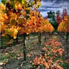 Vincent Arroyo Winery
