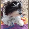 Chelsea Dog Walks