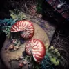 Nymphia: The Nautilus Mermaid