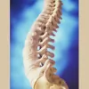 Assabet Valley Chiropractic & Physical Therapy