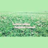 EK Holistic Acupuncture