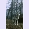 Wolfbrook Holistic Healing