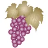 Pamo Valley Winery