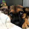 Culver Palms Animal Hospital