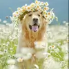 Manzanita Animal Hospital