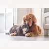 Clark County Veterinary Clinic