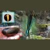 Carya Ecological Services