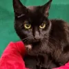 Hudson Highlands Veterinary Medical Group