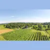 North Mountain Vineyard & Winery