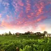 Wise Villa Winery