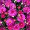 Springlake Nursery