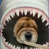 Country Companion Animal Hospital