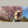 The Brookland Dog Walking