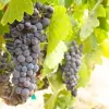 Kula Vineyards & Winery