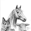 Colville Animal Hospital