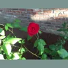 A Life Remembered