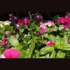 Flower Mart