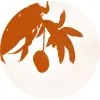 Mango Tree Event Rentals