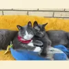 Dr. Dawns Pet Stop