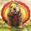 All Creatures Great & Small Animal Hospital