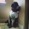 Four Leaf Entertainment
