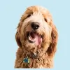 Alameda Animal Hospital
