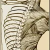 Towery Chiropractic