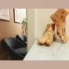 YZ Acupuncture