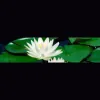 Counseling Services of Atlanta