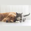 Brookside Veterinary Hospital