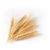Harvest Counseling Group