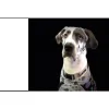 Marschall Road Animal Hospital