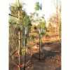 Ellis Landscape Services