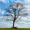 Bluebird Psychotherapy