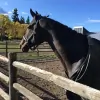 RockMeadow Equestrian Center